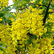 ARBORIX - 2 x Cytise commun - Laburnum Anagyroides  - 50-60 cm pot - vignette