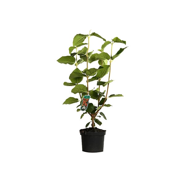 ARBORIX - Viorne cotonneuse - Viburnum lantana  - 40-60 cm pot - large