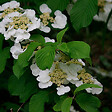 ARBORIX - Viorne de Chine 'Tomentosum' - Viburnum Plicatum Tomentosum  - 60-80 cm pot - vignette