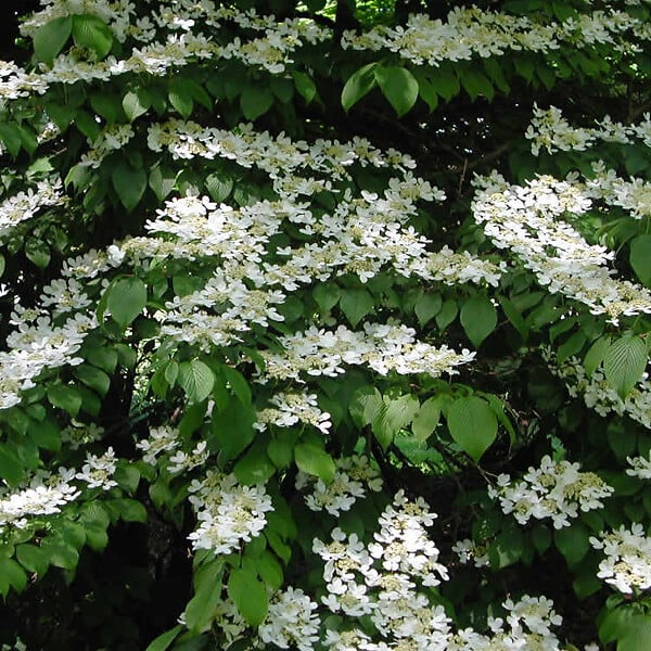 ARBORIX - Viorne de Chine 'Tomentosum' - Viburnum Plicatum Tomentosum  - 60-80 cm pot - large
