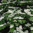 ARBORIX - Viorne de Chine 'Tomentosum' - Viburnum Plicatum Tomentosum  - 60-80 cm pot - vignette