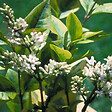 ARBORIX - 2 x Troène de Californie 'Aureum' - Ligustrum Ovalifolium 'Aureum'  - 40-50 cm pot - vignette