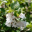 ARBORIX - Viorne obier 'Compactum' - Viburnum Opulus 'Compactum'  - 60-80 cm pot - vignette