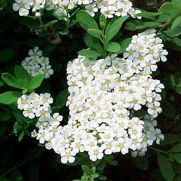 ARBORIX - Spirée du Japon 'Snowmound' - Spiraea Nipponica 'Snowmound'  - 50-60 cm pot - large