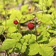 ARBORIX - 6 x Fraisier des bois - Fragaria vesca  - godet 9cm x 9cm - vignette