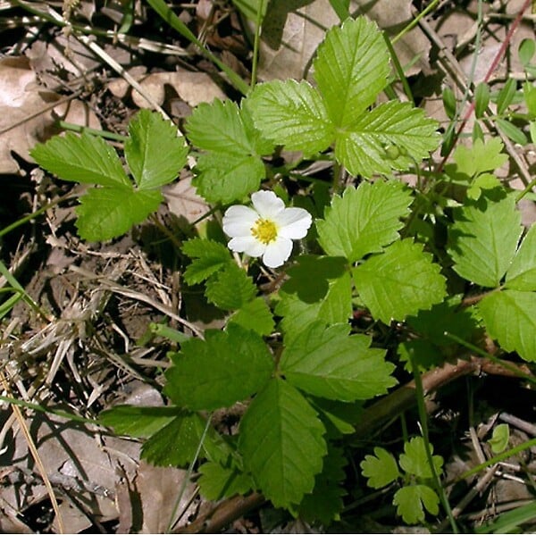 ARBORIX - 6 x Fraisier des bois - Fragaria vesca  - godet 9cm x 9cm - large