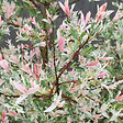 ARBORIX - 2 x Saule du Japon 'Hakuro Nishiki' - Salix Integra 'Hakuro Nishiki'  - 40-50 cm pot - vignette