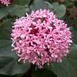 ARBORIX - Clérodendron fétide - Clerodendrum bungei  - 50-60 cm pot - vignette