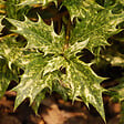 ARBORIX - 2 x Osmanthe à feuilles variables - Osmanthus Heterophyllus  - 30-40 cm pot - vignette