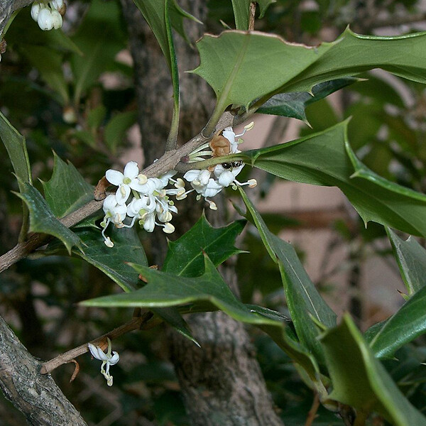 ARBORIX - 2 x Osmanthe à feuilles variables - Osmanthus Heterophyllus  - 30-40 cm pot - large