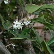 ARBORIX - 2 x Osmanthe à feuilles variables - Osmanthus Heterophyllus  - 30-40 cm pot - vignette