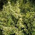 ARBORIX - 2 x Fusain 'Emerald 'n Gold' - Euonymus Fortunei 'Emerald 'N Gold'  - 20-25 cm pot - vignette