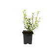ARBORIX - 2 x Fusain 'Emerald 'n Gold' - Euonymus Fortunei 'Emerald 'N Gold'  - 20-25 cm pot - vignette