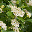 ARBORIX - 2 x Cornouiller jaune 'Flaviramea' - Cornus sericea 'Flaviramea'  - 60-80 cm pot - vignette