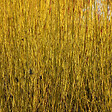 ARBORIX - 2 x Cornouiller jaune 'Flaviramea' - Cornus sericea 'Flaviramea'  - 60-80 cm pot - vignette