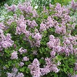 ARBORIX - Lilas de Chine 'Palibin' - Syringa Meyeri 'Palibin'  - 60-80 cm pot - vignette