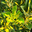 ARBORIX - 2 x Fusain du Japon 'Aureus' - Euonymus Japonicus 'Aureus' (= 'Luna')  - 40-50 cm pot - vignette