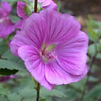 ARBORIX - 6 x Lavatère 'Bredon Springs' - Lavatera 'Bredon Springs'  - godet 9cm x 9cm - vignette