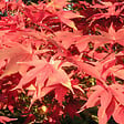 ARBORIX - Érable du Japon 'Osakazuki' - Acer Palmatum 'Osakazuki'  - 60- 80 cm pot - vignette