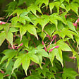 ARBORIX - Érable du Japon 'Osakazuki' - Acer Palmatum 'Osakazuki'  - 60- 80 cm pot - vignette