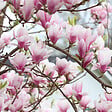 ARBORIX - Magnolia soulangiana - Magnolia Soulangiana  - 40-60 cm pot - vignette