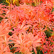 ARBORIX - 2 x Andromède 'Forest Flame' - Pieris 'Forest Flame'  - 20-30 cm pot - vignette