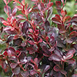 ARBORIX - 2 x Épine-vinette de Thunberg - Berberis thunbergii 'Atropurpurea Nana'  - 20-25 cm pot - vignette