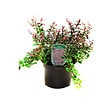 ARBORIX - 2 x Épine-vinette de Thunberg - Berberis thunbergii 'Atropurpurea Nana'  - 20-25 cm pot - vignette