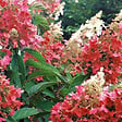 ARBORIX - Hortensia paniculé 'Pinky Winky' - Hydrangea Paniculata 'Pinky Winky'  - 60-80 cm pot - vignette