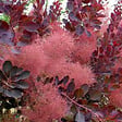 ARBORIX - Arbre à perruque 'Royal Purple' - Cotinus Coggygria 'Royal Purple'  - 60-80 cm pot - vignette