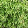 ARBORIX - Érable du Japon 'Dissectum' - Acer Palmatum 'Dissectum'  - 40-50 cm pot - vignette