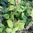 ARBORIX - 2 x Bambou sacré 'Firepower' - Nandina Domestica 'Firepower'  - 25-30 cm pot - vignette