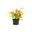 ARBORIX - 2 x Bambou sacré 'Firepower' - Nandina Domestica 'Firepower'  - 25-30 cm pot - vignette