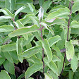ARBORIX - 2 x Deutzia crenata - Deutzia crenata 'Pride Of Rochester'  - 60-80 cm pot - vignette