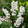 ARBORIX - 2 x Deutzia crenata - Deutzia crenata 'Pride Of Rochester'  - 60-80 cm pot - vignette