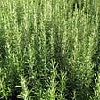 ARBORIX - 6 x Romarin officinal - Rosmarinus Officinalis  - godet 9cm x 9cm - vignette
