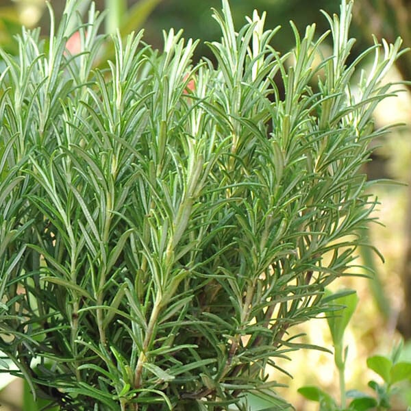 ARBORIX - 6 x Romarin officinal - Rosmarinus Officinalis  - godet 9cm x 9cm - large