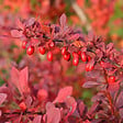 ARBORIX - 2 x Épine-vinette à feuilles 'Atropurpurea' - Berberis Thunbergii 'Atropurpurea'  - 30-40 cm pot - vignette