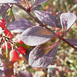 ARBORIX - 2 x Épine-vinette à feuilles 'Atropurpurea' - Berberis Thunbergii 'Atropurpurea'  - 30-40 cm pot - vignette