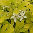 ARBORIX - Oranger du Mexique 'Sundance' - Choisya Ternata 'Sundance'  - 40-50 cm pot - vignette