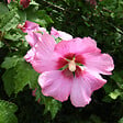 ARBORIX - Mauve en arbre 'Woodbridge' - Hibiscus Syriacus 'Woodbridge'  - 40-60 cm pot - vignette