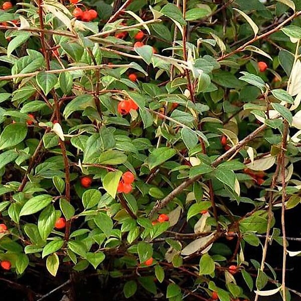 ARBORIX - 2 x Cotonéaster de Franchet - Cotoneaster Franchetii  - 60-80 cm pot - large