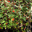 ARBORIX - 2 x Cotonéaster de Franchet - Cotoneaster Franchetii  - 60-80 cm pot - vignette