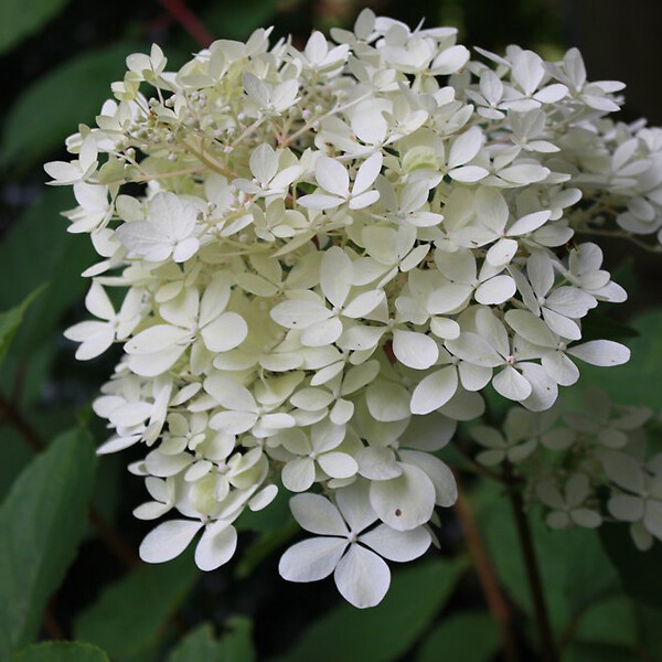 ARBORIX - 2 x Hortensia paniculé 'Phantom' - Hydrangea Paniculata 'Phantom'  - 40-50 cm pot - large
