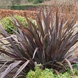 ARBORIX - Lin de Nouvelle-Zélande - Phormium tenax 'Purpureum'  - 60-80 cm pot - vignette