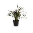 ARBORIX - Lin de Nouvelle-Zélande - Phormium tenax 'Purpureum'  - 60-80 cm pot - vignette