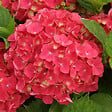 ARBORIX - 2 x Hortensia 'Leuchtfeuer' - Hydrangea macrophylla 'Leuchtfeuer'  - 25-30 cm pot - vignette