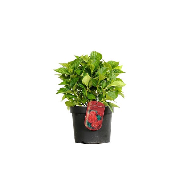 ARBORIX - 2 x Hortensia 'Leuchtfeuer' - Hydrangea macrophylla 'Leuchtfeuer'  - 25-30 cm pot - large