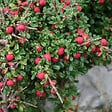 ARBORIX - 2 x Cotonéaster à petites feuilles - Cotoneaster Microphyllus  - 30-40 cm pot - vignette