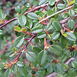 ARBORIX - 2 x Cotonéaster à petites feuilles - Cotoneaster Microphyllus  - 30-40 cm pot - vignette